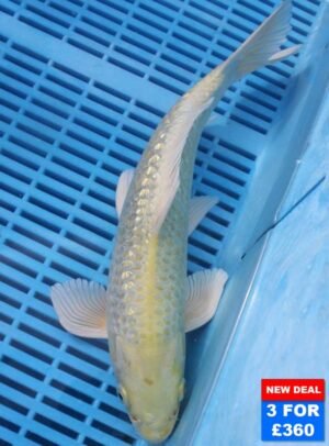 6151 Gin Rin Yambuki 10to12in £160