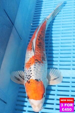 6291 Kujaku 12to14in £190.