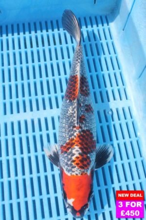 6292 Gin Rin Kujaku 12to14in £190.