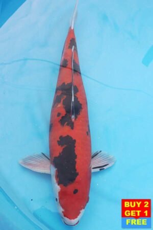 6371 Aka Sanke 47cm £475
