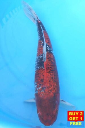 6372 Goshki 50cm £475