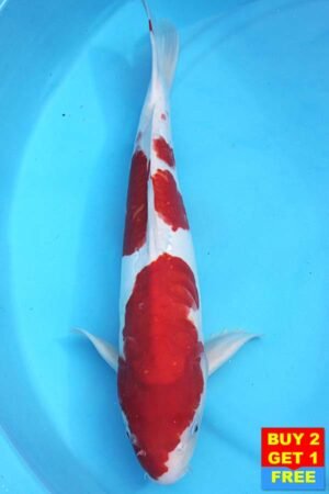 6373 Doitsu Kohaku 50cm £425