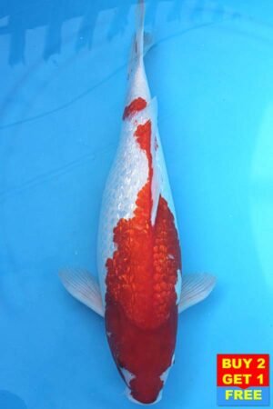 6374 Kohaku 49cm £425