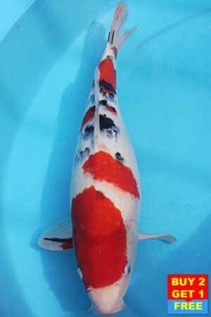 6375 Sanke 48cm £425