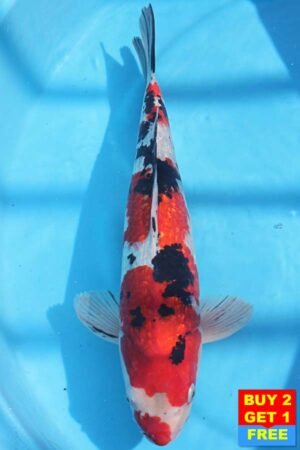 6377 Gin Rin Sanke 47cm £475