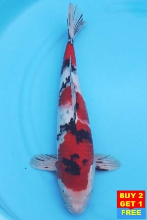 6380 Sanke 49cm £475
