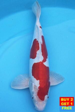 6382 Kikisui 46cm £390