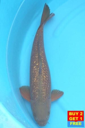 6383 Gin Rin Chagoi 46cm £425