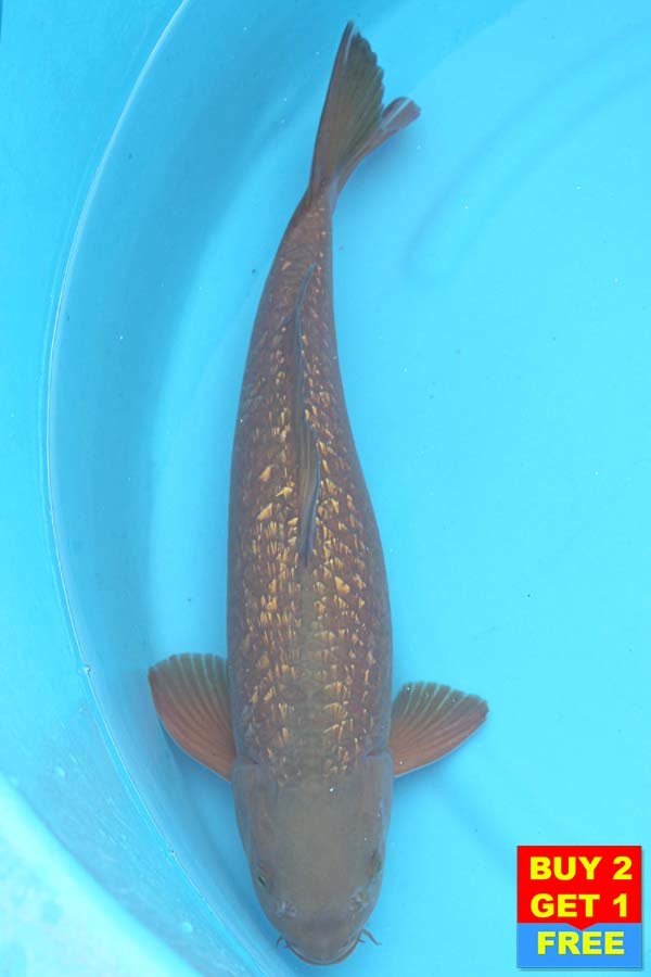 6383 Gin Rin Chagoi 46cm £425