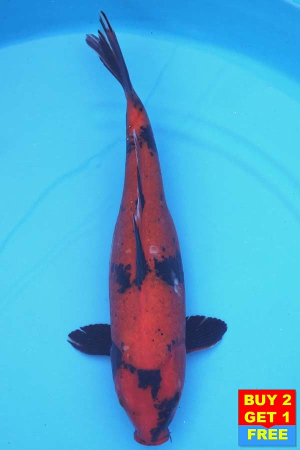 6384 Hi Utsuri 47cm £350