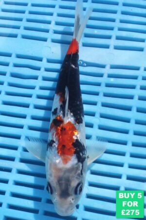 6405 Gin Rin Showa 7to8in £55