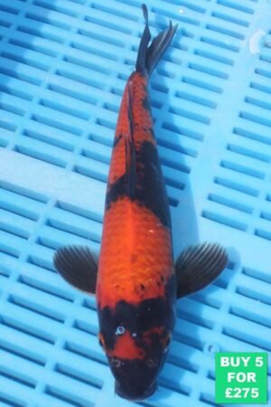 6411 Hi Utsuri 7to8in £55