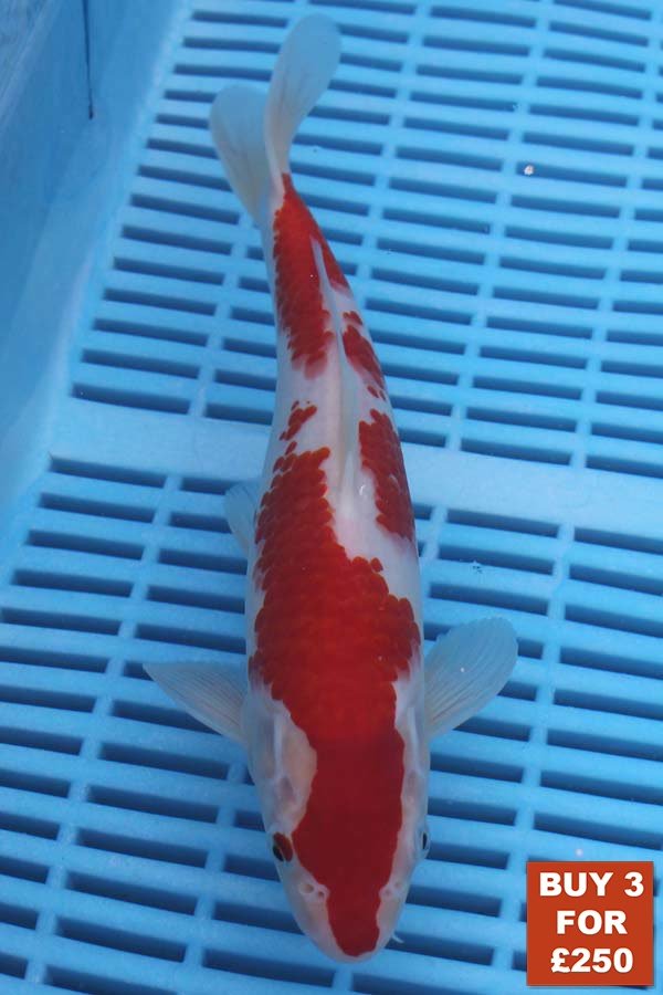 6444 Kohaku 8to10in £99