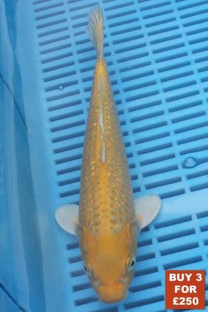 6445 Gin Rin Yambuki 8to10in £99