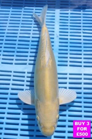 6463 Doitsu Yamabuki 12to14in £190