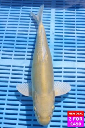 6463 Doitsu Yamabuki 12to14in £190