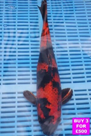 6469 Hi Utsuri 12to14in £190