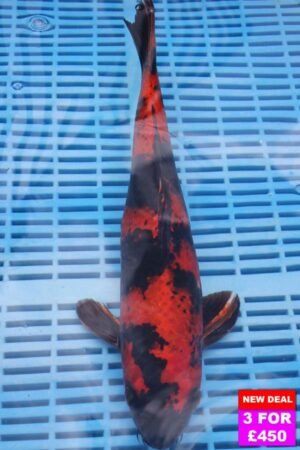 6469 Hi Utsuri 12to14in £190