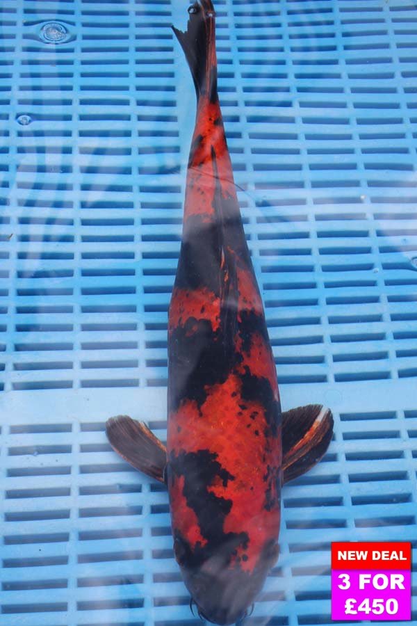 6469 Hi Utsuri 12to14in £190