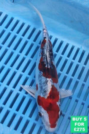 6472 Doitsu Yamatonishki 7to8in £60