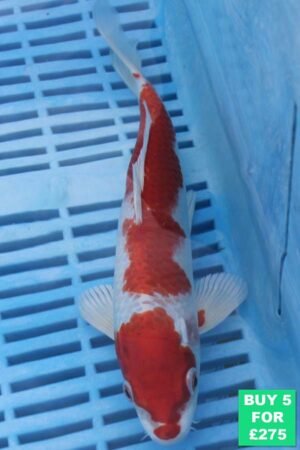 6483 Kohaku 7to8in £60