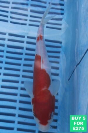 6491 Kohaku 7to8in £60