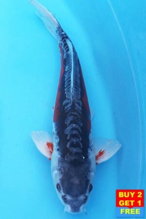 6376 Shusui 48cm £350