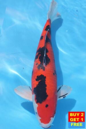 6371 Aka Sanke 47cm £475