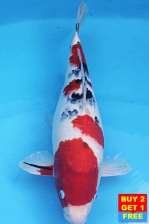 6375 Sanke 48cm £425