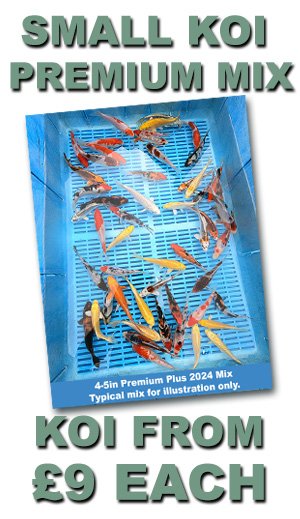 Small Koi Variety Deals