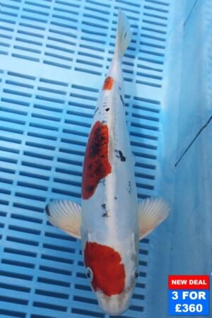 6507 Doitsu Yamatonishki 10to12in £160