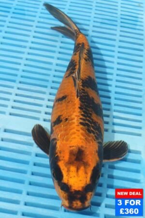 6510 Kin Ki Utsuri 10to12in £160