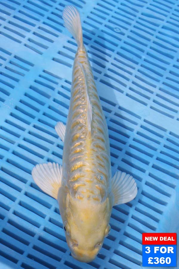 6512 Aragoke Yamabuki 10to12in £160
