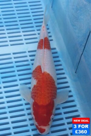 6517 Kohaku 10to12in £160