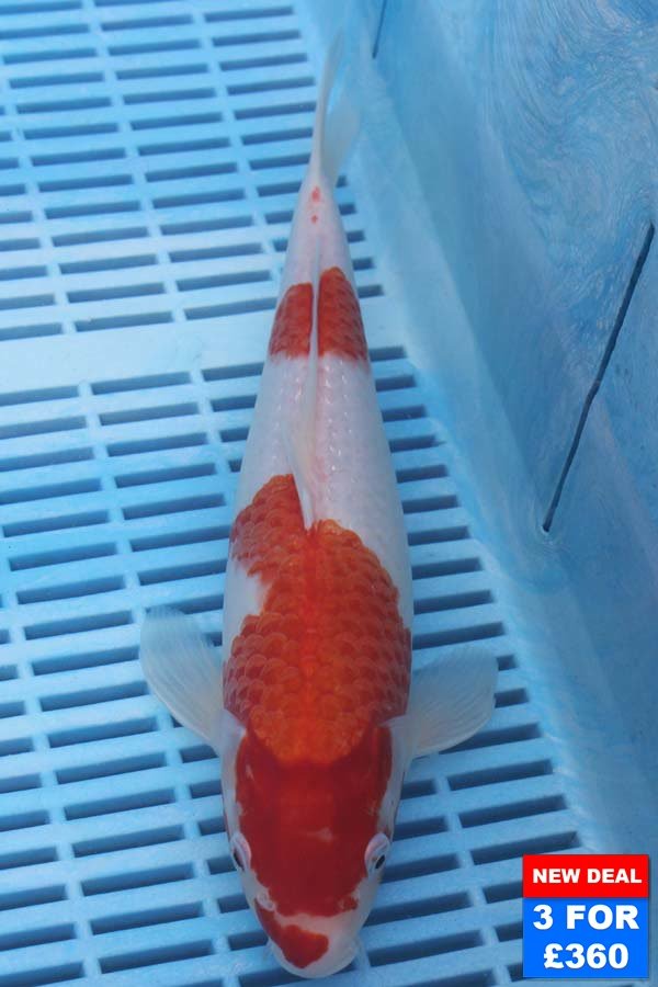 6517 Kohaku 10to12in £160