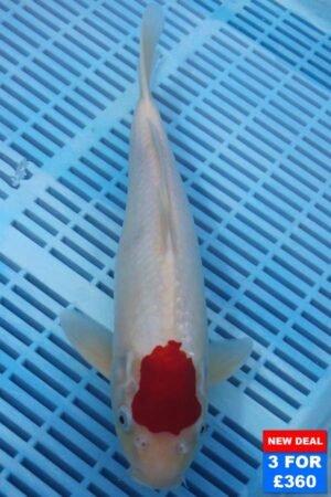6524 Tancho Kohaku 10to12in £160