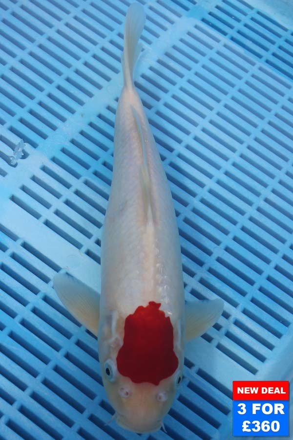 6524 Tancho Kohaku 10to12in £160