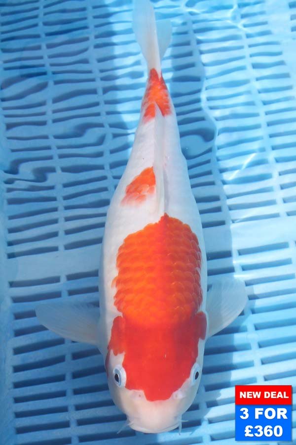 6529 Kohaku 10to12in £160