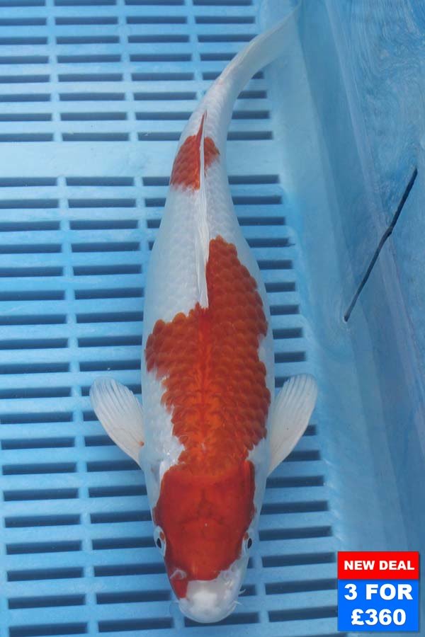 6532 Kohaku 10to12in £160