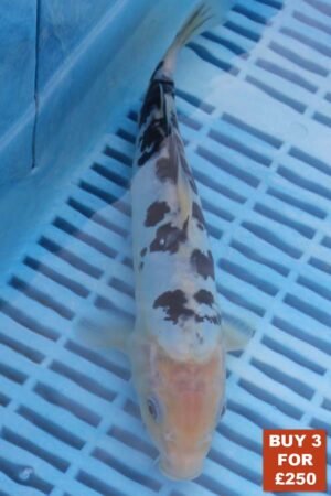 6542 Shiro Bekko 8to10in £99