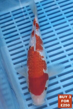 6545 Gin Rin Sanke 8to10in £99