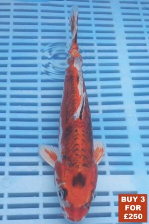 6549 Kujaku 8to10in £99