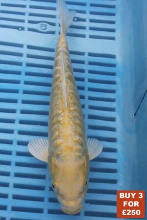 6550 Aragoke Yamabuki 8to10in £99