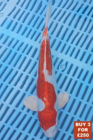 6552 Kikisui 8to10in £99