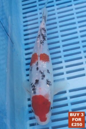 6557 Gin Rin Sanke 8to10in £99