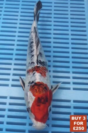 6562 Gin Rin Yamatonishki 8to10in £99
