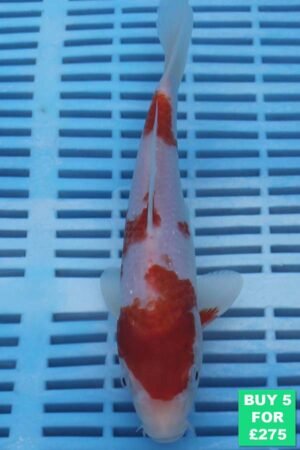 6567 Kohaku 7to8in £60
