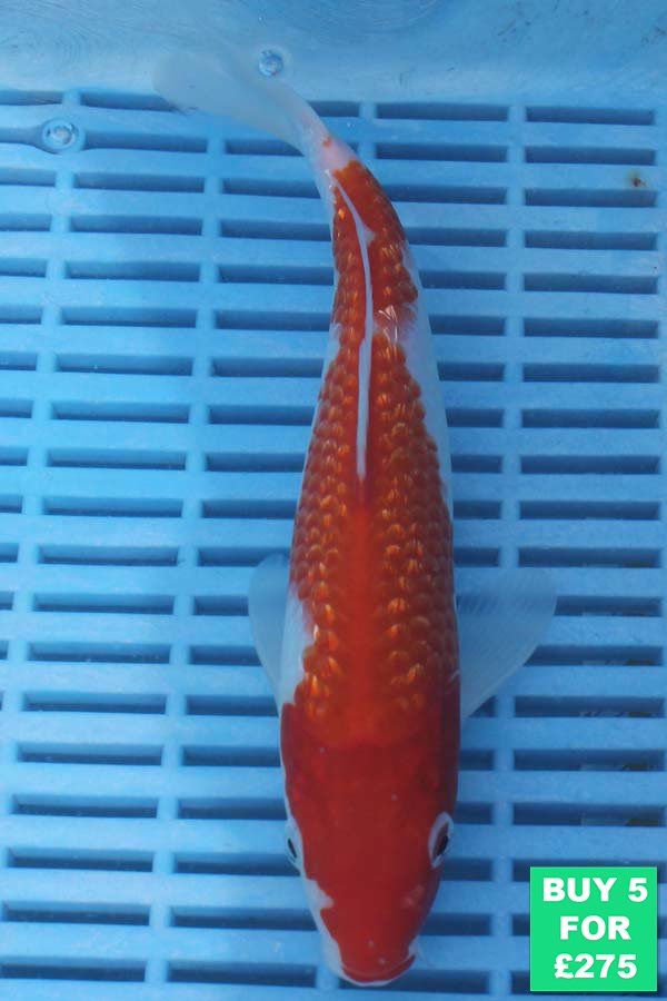 6576 Kohaku 7to8in £60