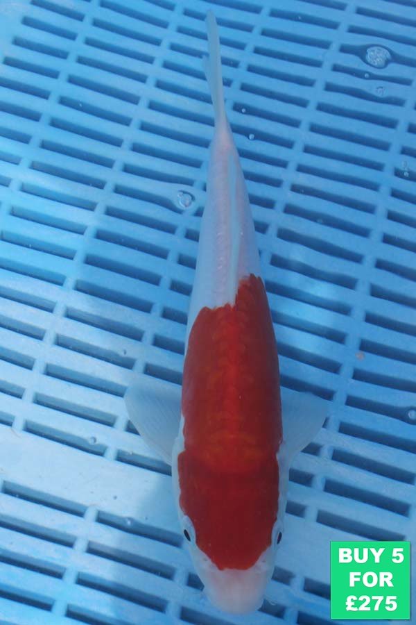 6577 Doitsu Kohaku 7to8in £60
