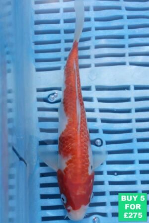 6585 Kohaku 7to8in £60
